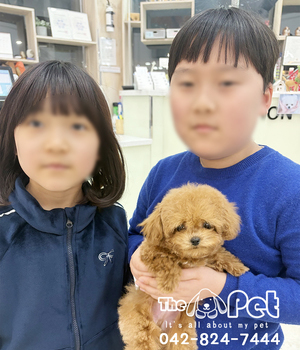 푸들 분양후기(26.02.09)