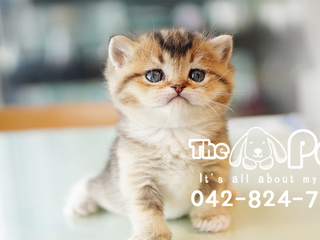 브숏 분양후기(26.04.16)