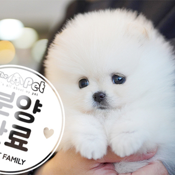 포메라니안 ♀ 9.6