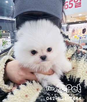 포메 분양후기(26.02.21)