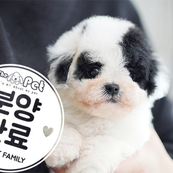 말티푸 공주님 12.24