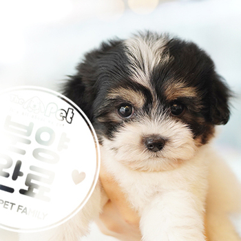 꼬숑 공주님 12.22