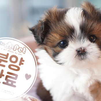 시츄 공주님 11.20