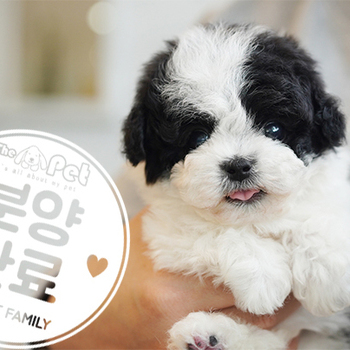 실버파티푸들 공주님 2.20