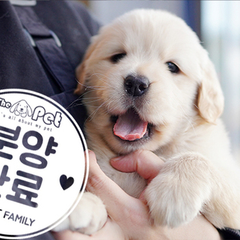 골든리트리버 왕자님 12.24