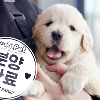 골든리트리버 왕자님 12.24