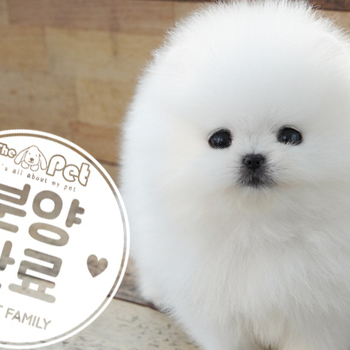 포메라니안 ♂ 9.10