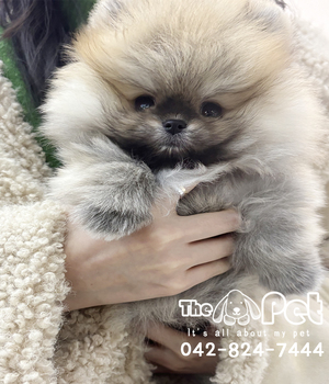 포메라니안 분양후기(26.01.07)