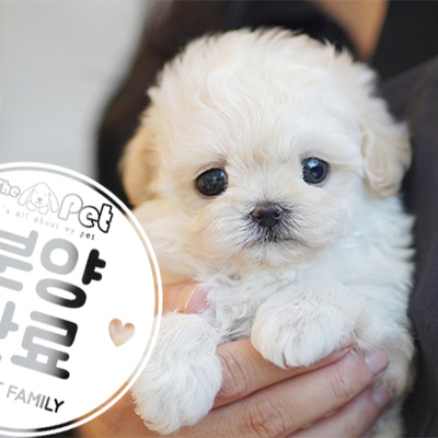 말티푸 공주님 2.6