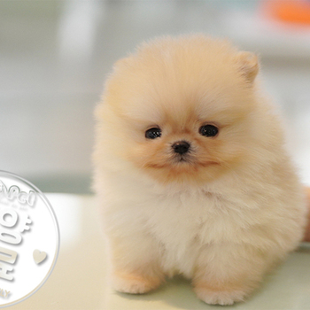 포메라니안 왕자님 10.20