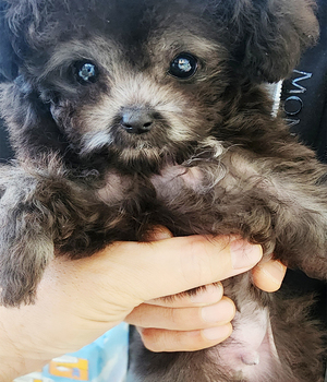 실버푸들 분양후기(26.02.01)
