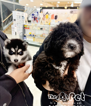 폼스키, 두들 분양후기(26.03.15)