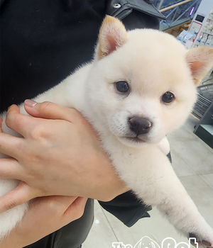시바이누 분양후기(26.03.28)