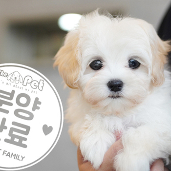꼬숑 공주님 2.2