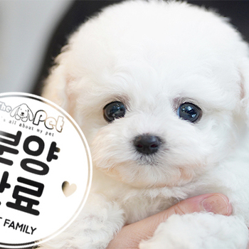 비숑프리제 왕자님 12.20