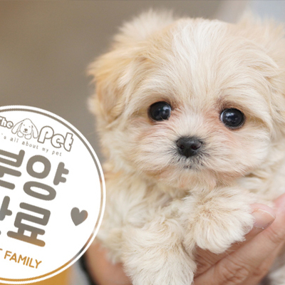 말티푸 공주님 1.29
