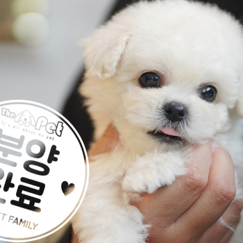 미니비숑 공주님 11.27