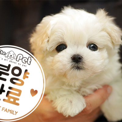말티푸 왕자님 2.2
