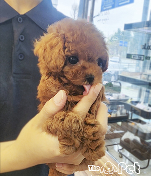 말티푸 분양후기(26.04.09)