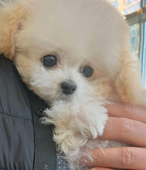 푸들 분양후기(26.03.07)