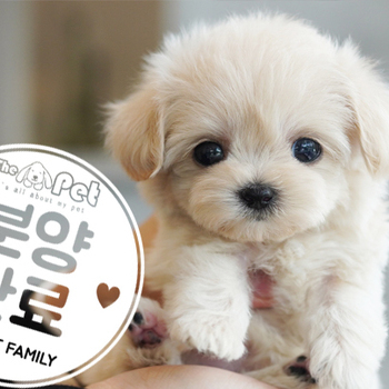 말티푸 공주님 2.24