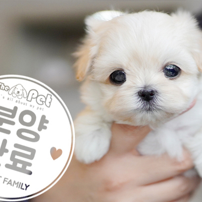 말티푸 공주님 12.31