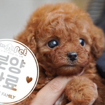 푸들 공주님 2.10