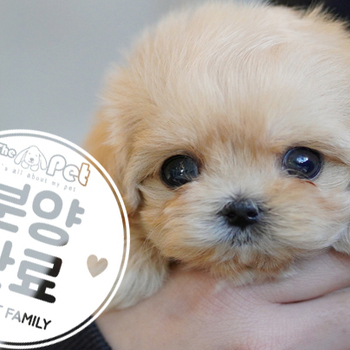 말티푸 공주님 11.05