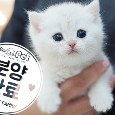 브리티쉬숏헤어 왕자님 3.1