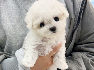 비숑 분양후기(26.03.26)