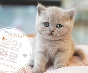 브리티쉬숏헤어 왕자님 10.19