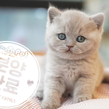브리티쉬숏헤어 왕자님 10.19