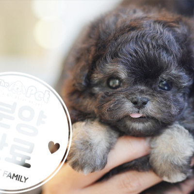 실버 말티푸 왕자님 2.4