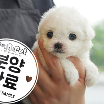 미니비숑 공주님 3.7