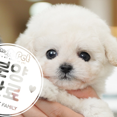미니비숑 공주님 1.23
