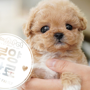 말티푸 공주님 11.08