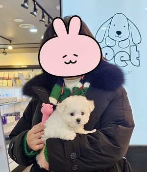 [중리점] 비숑 분양후기(26.01.22)