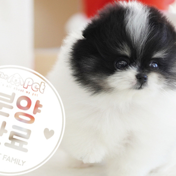 포메라니안 왕자님 10.25