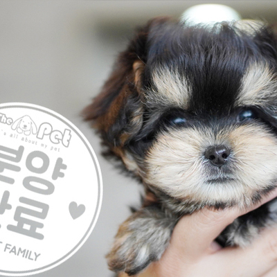 말티푸 공주님 12.01