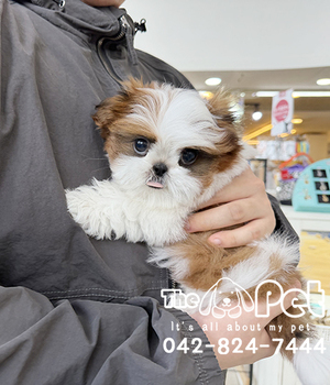 시츄 분양후기(26.05.18)