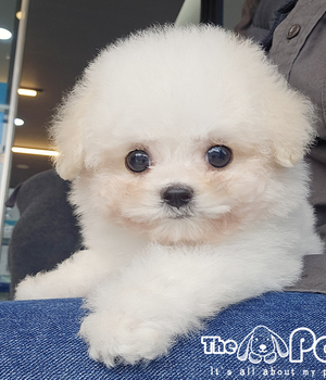 [중리점] 비숑 분양후기(26.01.08)