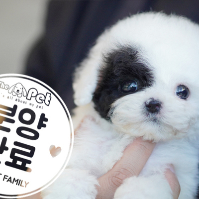 말티푸 왕자님 12.26