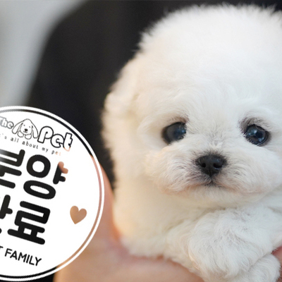 비숑프리제 왕자님 12.23