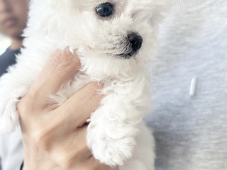테디비숑 분양후기(26.05.09)