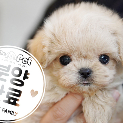 말티푸  왕자님 1.12