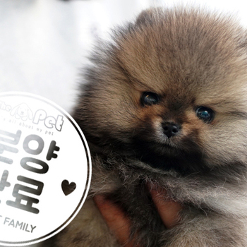 포메라니안 왕자님 11.15