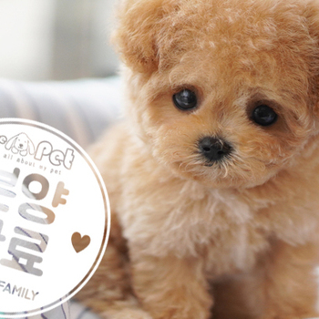 말티푸 공주님 11.18